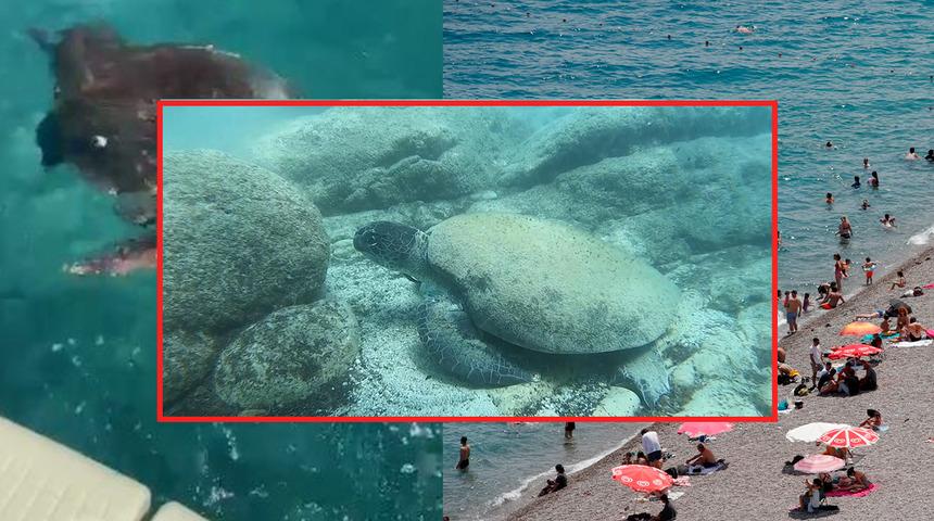 Caretta carettalar ısırabilir! Öğle saatlerinde denize girerken dikkat! Uzman isim nedenini açıkladı: "Stres tepkisi olabilir”