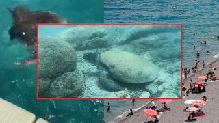 Caretta carettalar ısırabilir! Öğle saatlerinde denize girerken dikkat! Uzman isim nedenini açıkladı: Stres tepkisi olabilir”