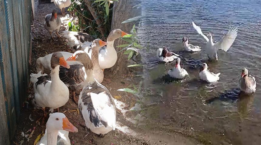 'Şartlı tahliyeyle' salındılar! Cezai işlemle kümese kapatılmışlardı...