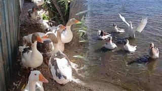 'Şartlı tahliyeyle' salındılar! Cezai işlemle kümese kapatılmışlardı...