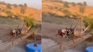 Et yiyen çekirge o ilimizde görüldü! Büyüklüğü 20 santimetreyi buldu, çıkardığı ses dikkat çekti