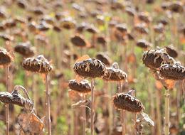 Yağlık ayçiçeği tohumu ve ham ayçiçeği yağı ithalatında açılan tarife kontenjanına dair esaslar belirlendi