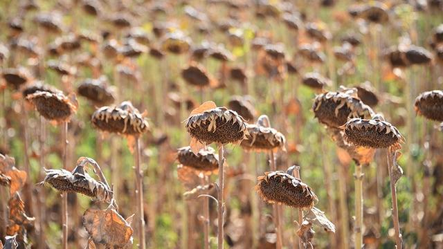 Yağlık ayçiçeği tohumu ve ham ayçiçeği yağı ithalatında açılan tarife kontenjanına dair esaslar belirlendi