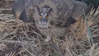 Siverek’te nesli tükenme tehlikesi altındaki kulaklı baykuş görüldü