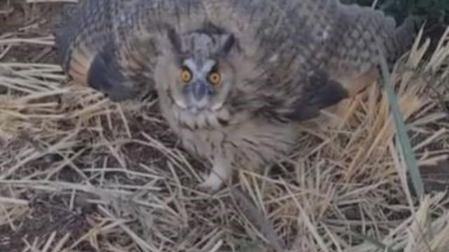 Siverek’te nesli tükenme tehlikesi altındaki kulaklı baykuş görüldü