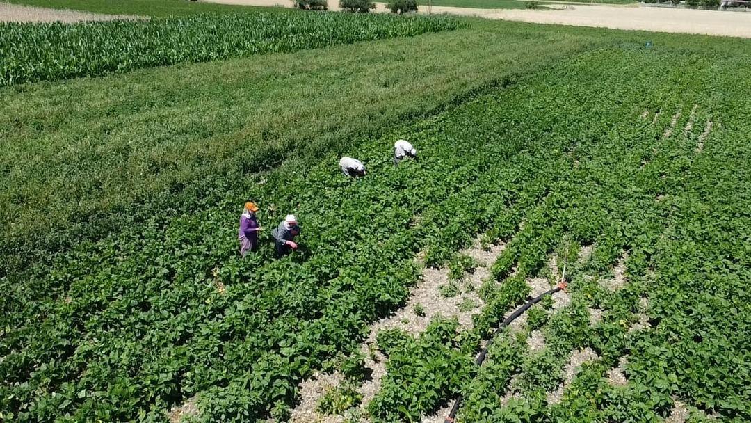 Hasat başladı! Kilosu 20 TL den satılıyor 1
