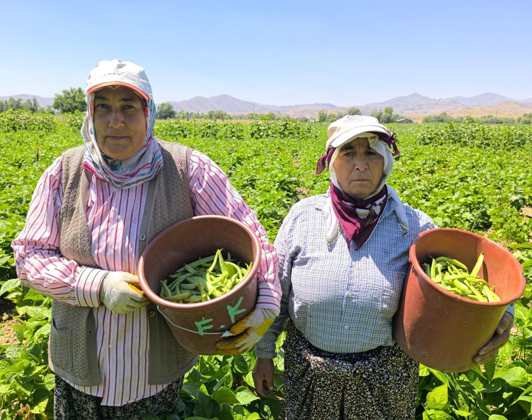 Hasat başladı! Kilosu 20 TL den satılıyor 2
