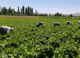 Hasat başladı! Kilosu 20 TL'den satılıyor