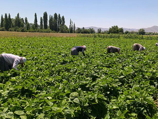 Hasat başladı! Kilosu 20 TL'den satılıyor