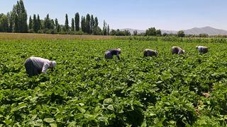 Hasat başladı! Kilosu 20 TL'den satılıyor