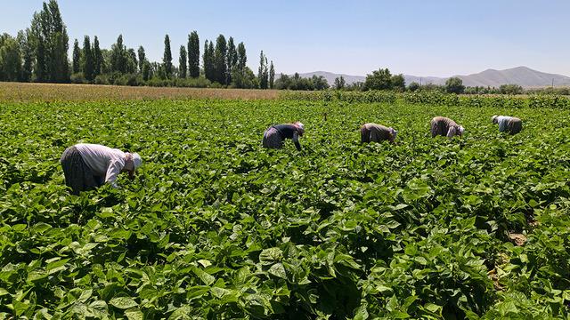 Hasat başladı! Kilosu 20 TL'den satılıyor