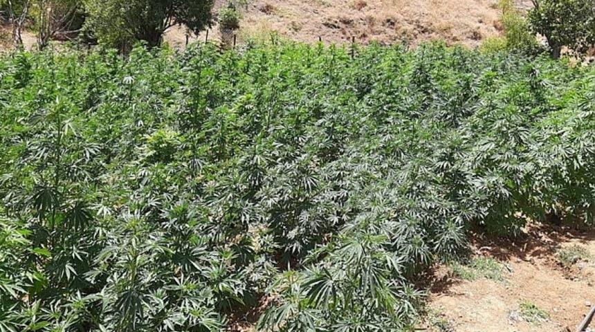 Bingöl'de uyuşturucu operasyonları devam ediyor: Kenevir tarlaları ve esrar ele geçirildi