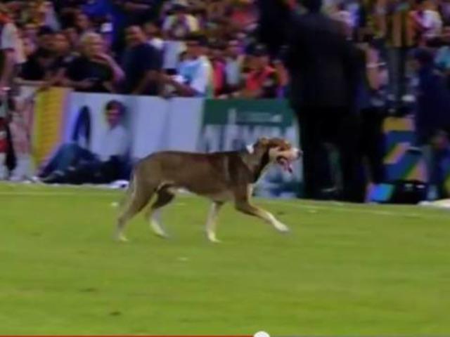 Sahaya giren köpek ortalığı karıştırdı!