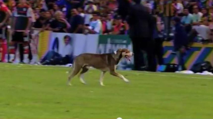 Sahaya giren köpek ortalığı karıştırdı!