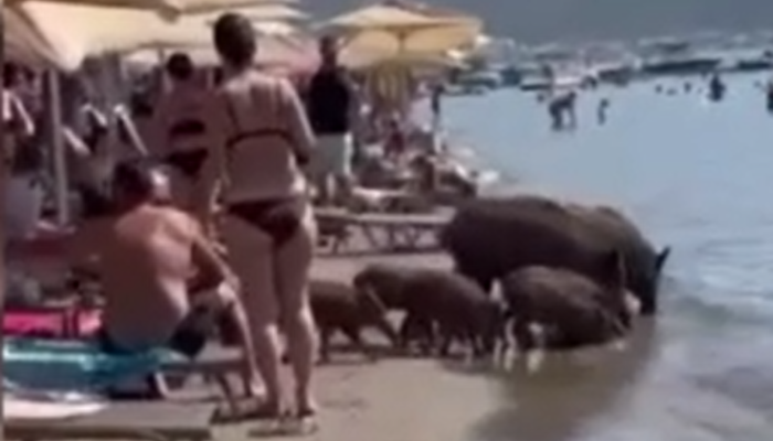 20662865-700x400 Marmaris'te plaja inen yaban domuzları, turistlerin arasında yiyecek aradı, denize girdi