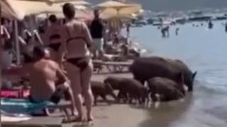 Marmaris'te plaja inen yaban domuzları, turistlerin arasında yiyecek aradı, denize girdi