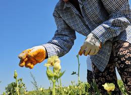Yüksek fiyatına rağmen yoğun ilgi! 'İstanbul'a, Ankara'ya bile gönderiliyor'
