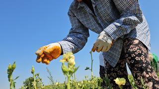 Yüksek fiyatına rağmen yoğun ilgi! 'İstanbul'a, Ankara'ya bile gönderiliyor'