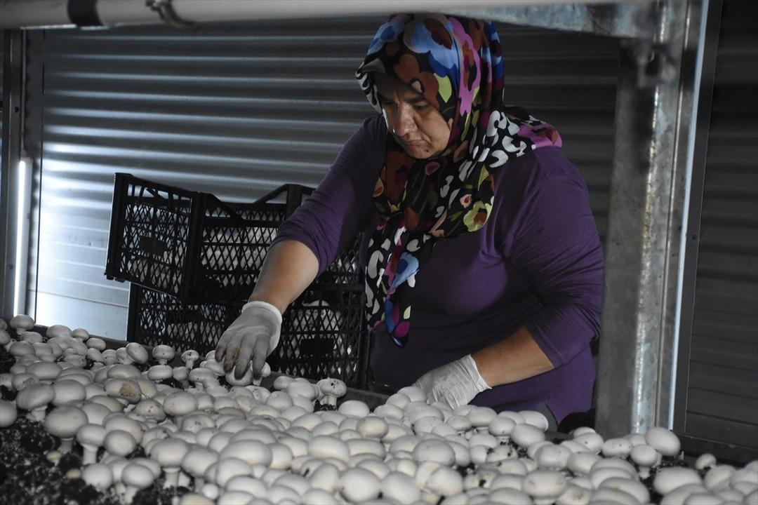Ayda 15 ton satıyor! Memurdu, istifa edip kurdu  Fırsatı görünce...  1