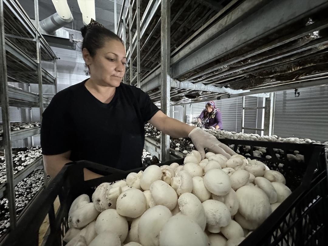 Ayda 15 ton satıyor! Memurdu, istifa edip kurdu  Fırsatı görünce...  6