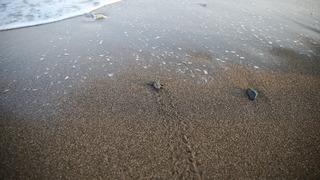 Mersin'de kaplumbağaların yumurta bıraktığı kumsalda yavru çıkışları başladı