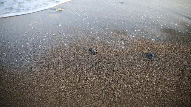 Mersin'de kaplumbağaların yumurta bıraktığı kumsalda yavru çıkışları başladı