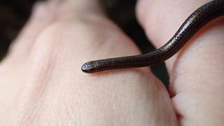 Bugüne kadar sadece 5 kez görüldü! 20 yıl aradan sonra yeniden ortaya çıktı...