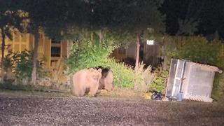 Sarıkamış’ta ayılar caddelerde cirit atıyor