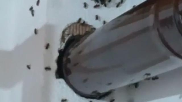 Gümüşhane’de arılar köy evini basıp yuva yaptı