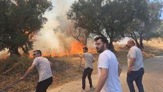 Bursa'da 20 zeytin ağacı yandı: 2 çocuk gözaltında