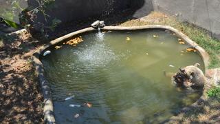 Sıcak onları da etkiledi! Kocaeli'de hayvanat bahçesi sakinlerine buz kalıplarıyla serinletme