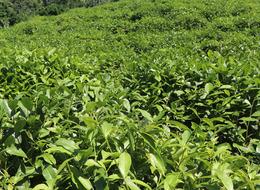 Üreticilere kritik 'çay' uyarısı! 'Aşırı hasat...'