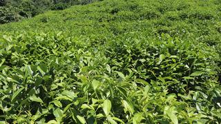 Üreticilere kritik 'çay' uyarısı! 'Aşırı hasat...'