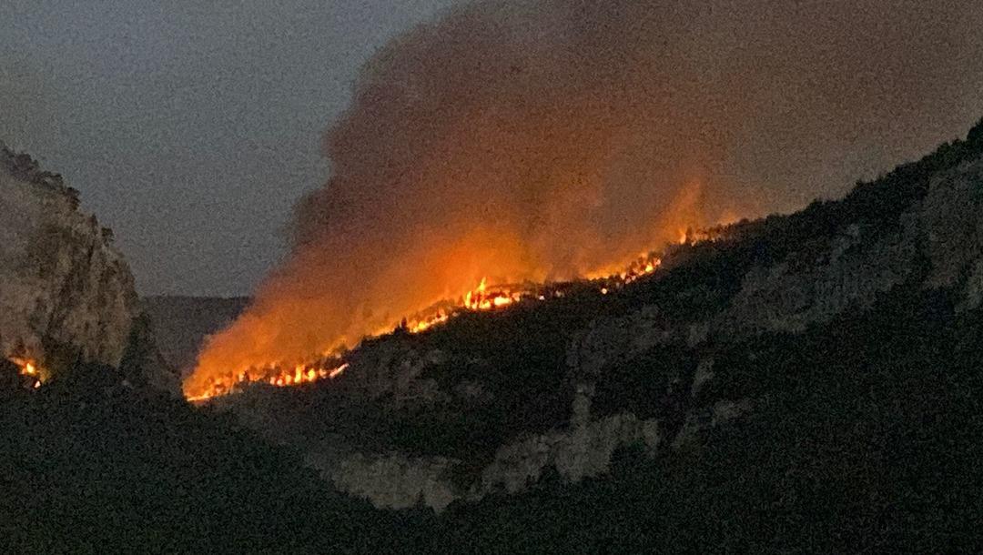 Yürekleri dağlayan görüntü! Yangından kurtulan ineğin gözyaşları kahretti!  1