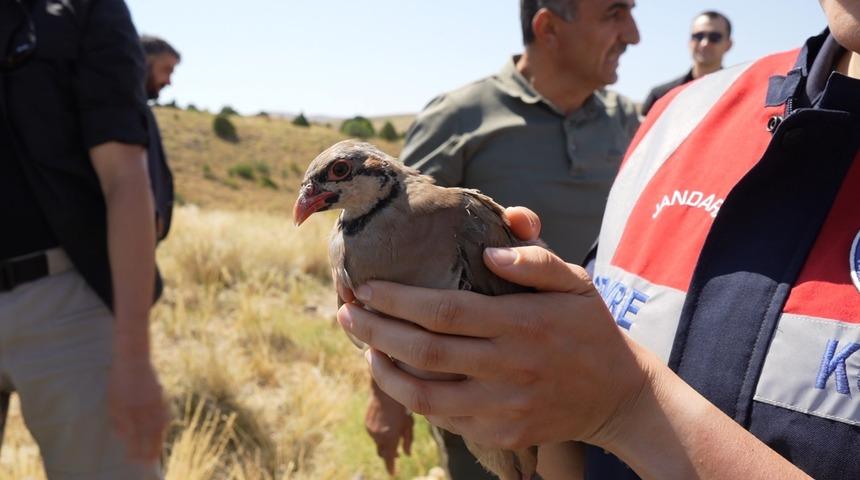 Gümüşhane’de keneyle mücadele için 400 keklik doğaya salındı