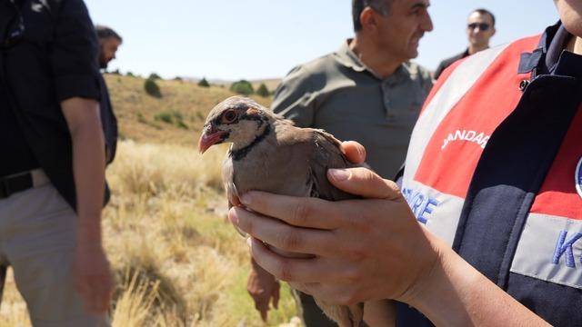 Gümüşhane’de keneyle mücadele için 400 keklik doğaya salındı