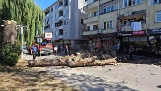 Asırlık çınar ağacı apartmanın üzerine devrildi