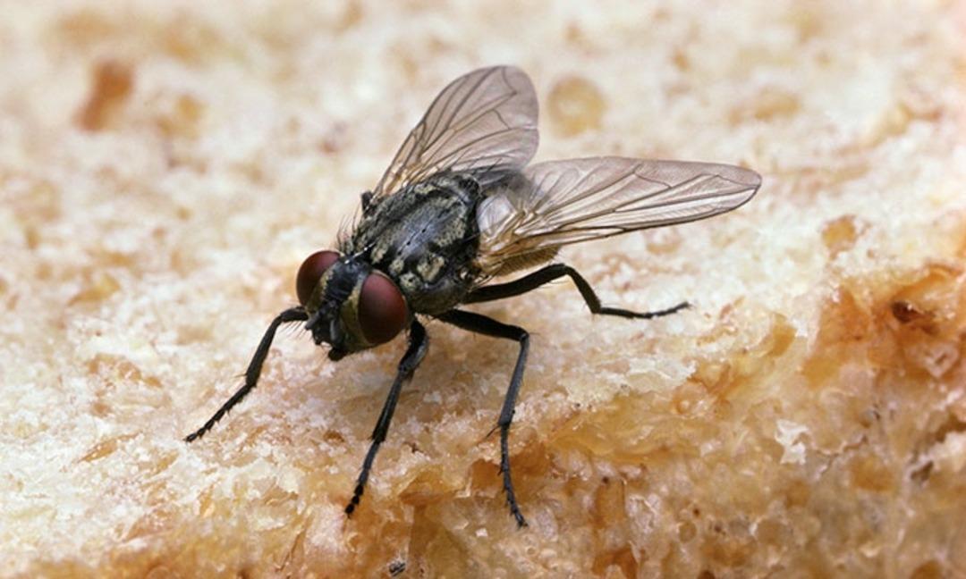 Çin de bir virüs daha patlak verdi! Binlerce vaka bildirildi, hastaneler doldu taştı!  2