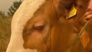 Yürekleri dağlayan görüntü! Yangından kurtulan ineğin gözyaşları kahretti! 