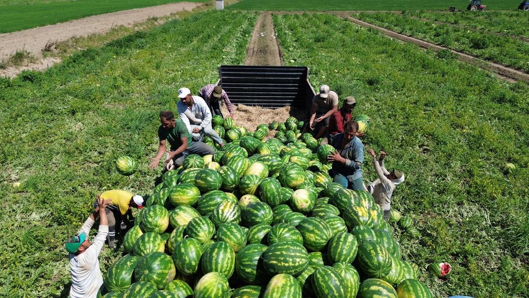 Bafra Ovası nda 94 bin 500 ton karpuz rekoltesi bekleniyor 1