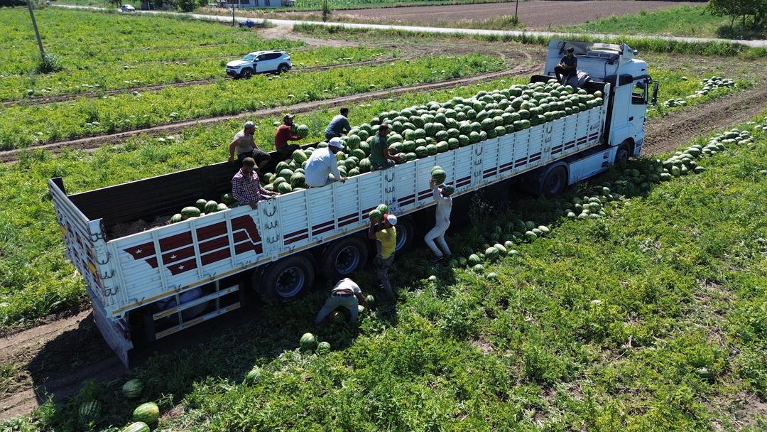 Bafra Ovası nda 94 bin 500 ton karpuz rekoltesi bekleniyor 2