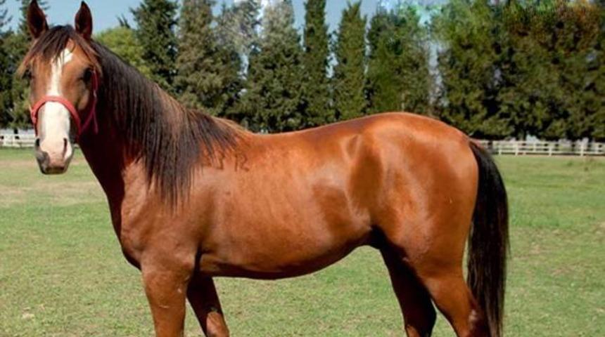 2 yaşındaki safkan Arap tayı U&ccedil;ankral 800 bin liraya satıldı