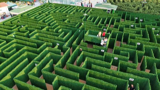 Soruları bilemeyen labirentten çıkamıyor