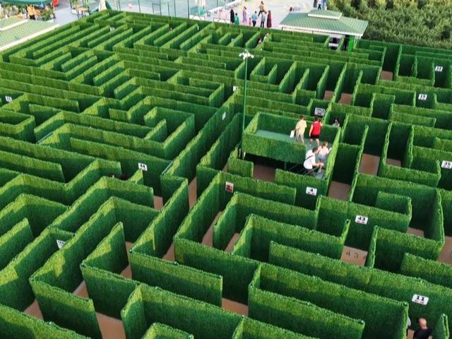 Soruları bilemeyen labirentten çıkamıyor