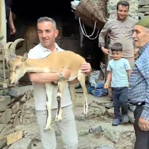 Yaylada bitkin halde bulunan dağ keçisi, bakıma alındı