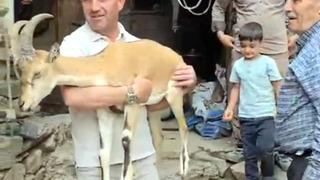 Yaylada bitkin halde bulunan dağ keçisi, bakıma alındı