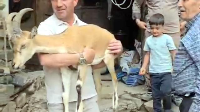 Yaylada bitkin halde bulunan dağ keçisi, bakıma alındı