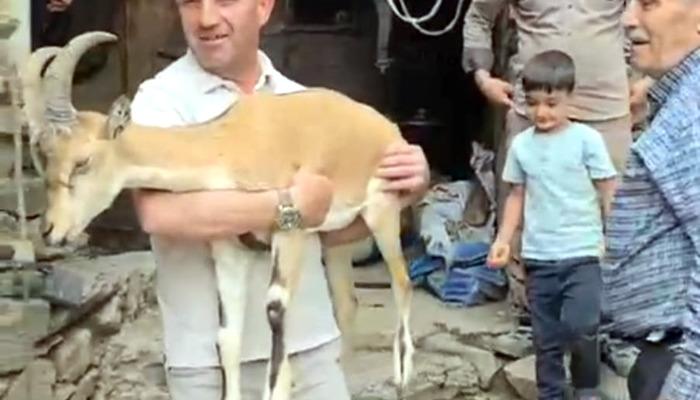 700x400 Yaylada bitkin halde bulunan dağ keçisi, bakıma alındı