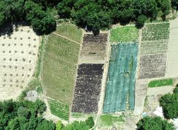 Kilosu 1500 TL! Yurt dışından da talep var... Gelir kaynağı oldu