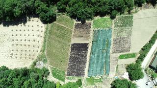 Kilosu 1500 TL! Yurt dışından da talep var... Gelir kaynağı oldu